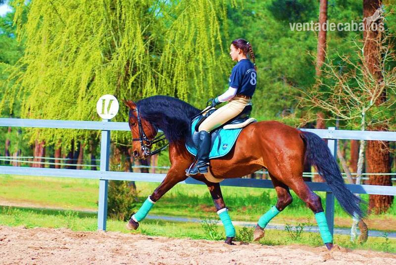  YAD KAI - 8yo TOP QUALITY PRE (Andalusian)