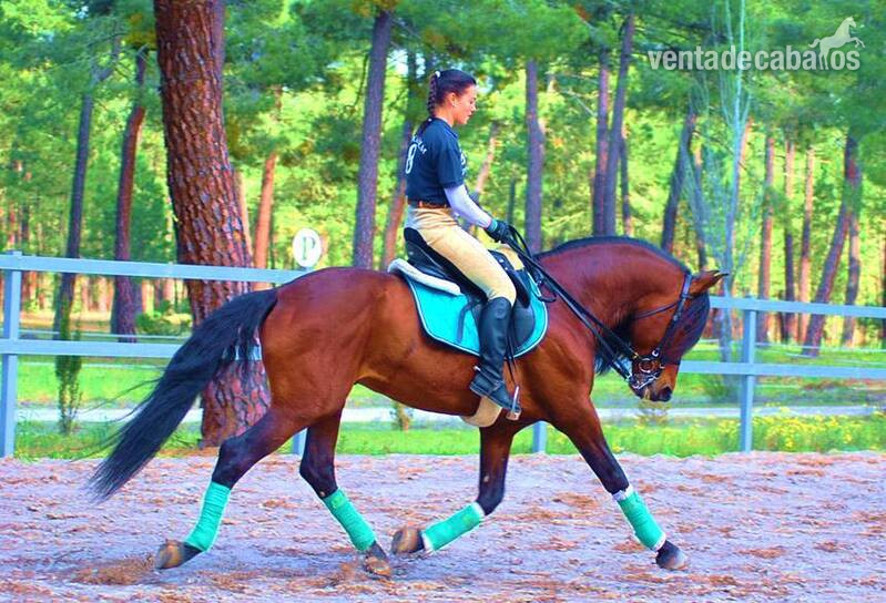 YAD KAI - 8yo TOP QUALITY PRE (Andalusian) - Caballos Pura Raza Española (P.R.E.) in 