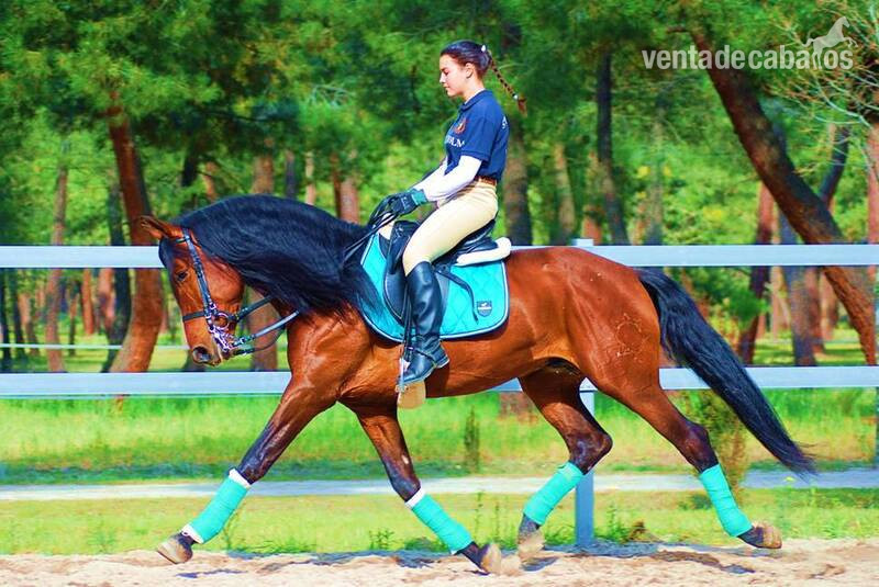 YAD KAI - 8yo TOP QUALITY PRE (Andalusian) - Caballos Pura Raza Española (P.R.E.)