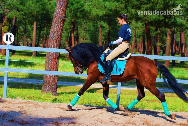 YAD KAI - 8yo TOP QUALITY PRE (Andalusian) 