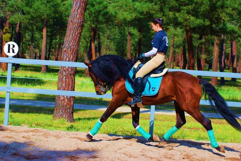 YAD KAI - 8yo TOP QUALITY PRE (Andalusian) 