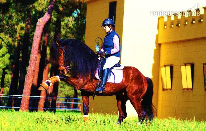 Caballos Pura Raza Española (P.R.E.) - YAD KAI - 8yo TOP QUALITY PRE (Andalusian) in 