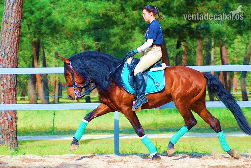 YAD KAI - 8yo TOP QUALITY PRE (Andalusian) in 