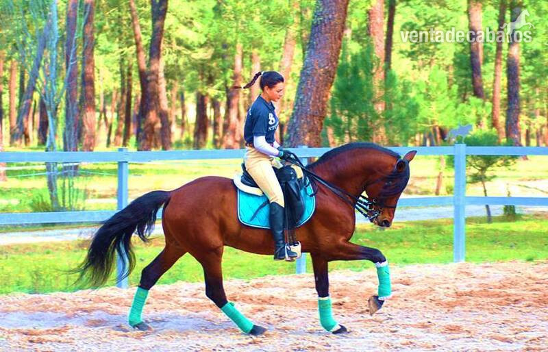Caballos Pura Raza Española (P.R.E.) Pura Raza Española - YAD KAI - 8yo TOP QUALITY PRE (Andalusian)