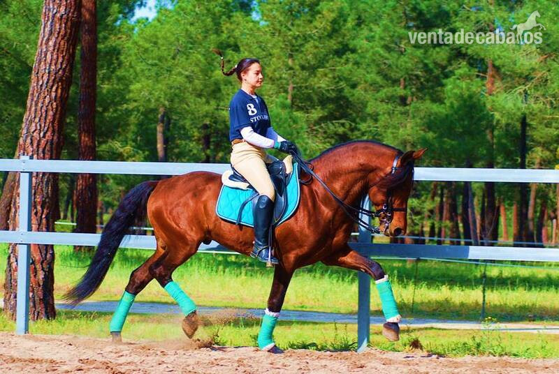 YAD KAI - 8yo TOP QUALITY PRE (Andalusian) - Caballos Pura Raza Española (P.R.E.) Pura Raza Española