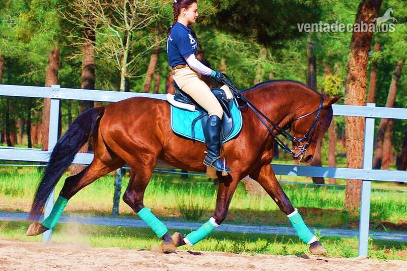 YAD KAI - 8yo TOP QUALITY PRE (Andalusian) - Pura Raza Española