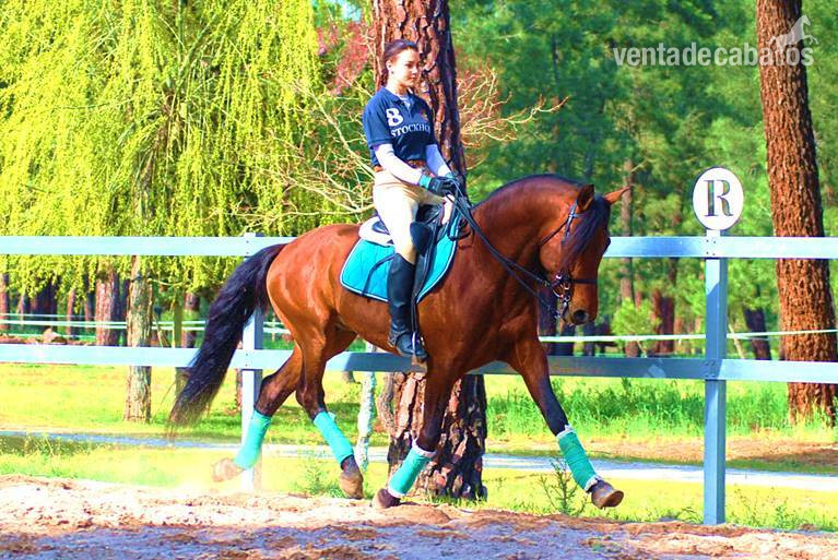 YAD KAI - 8yo TOP QUALITY PRE (Andalusian) - Caballos Pura Raza Española (P.R.E.)