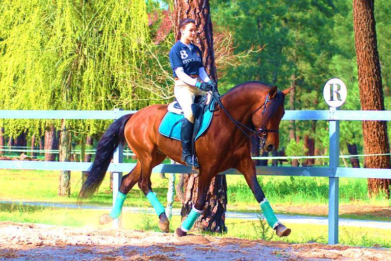 YAD KAI - 8yo TOP QUALITY PRE (Andalusian) - Caballos Pura Raza Española (P.R.E.)