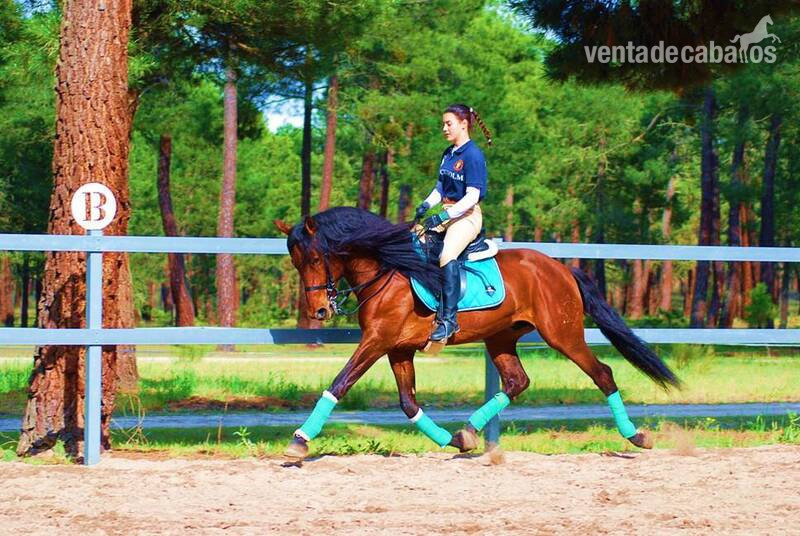 YAD KAI - 8yo TOP QUALITY PRE (Andalusian)