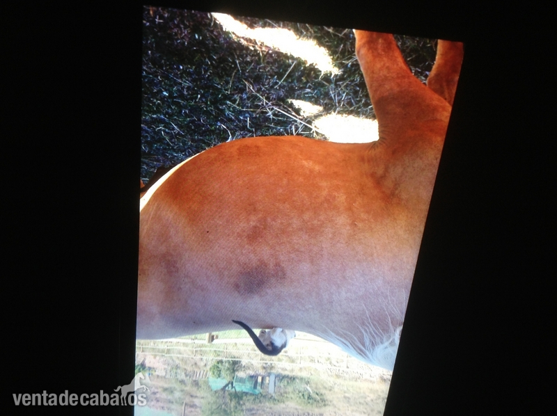 Caballos Capados Lusitano - PRECIOSO LUSITANO ECONÓMICO
