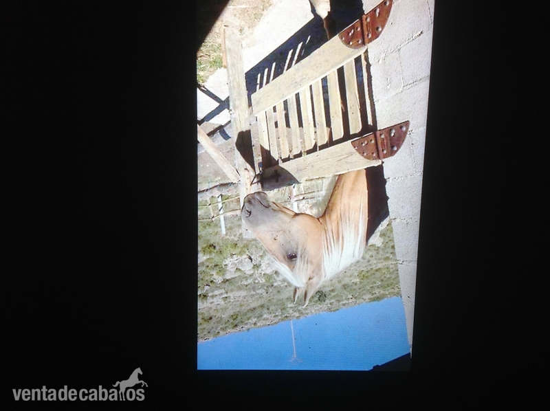 PRECIOSO LUSITANO ECONÓMICO - Caballos Capados