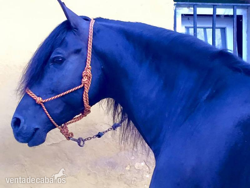 caballo pre negro in 