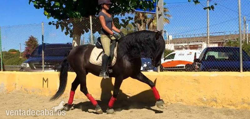 Caballos Pura Raza Española (P.R.E.) Pura Raza Española - caballo pre negro