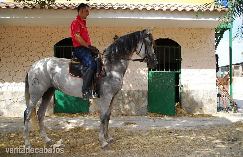 Pura Raza Española