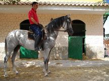 Yegua Pura Raza Española  / CARACOLA JL  