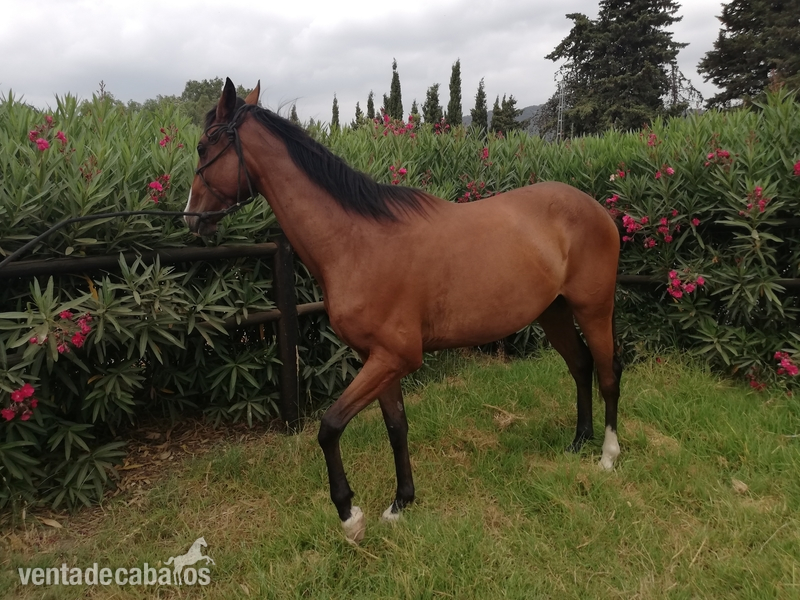 Caballo Pura Sangre Ingles  in 