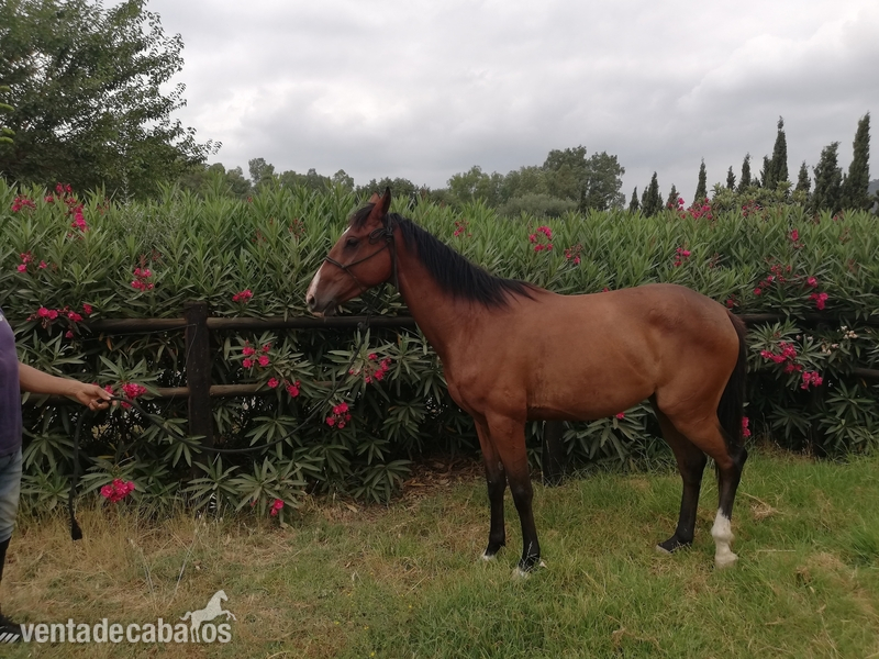 Caballos Capados Pura Sangre Inglés - Caballo Pura Sangre Ingles 
