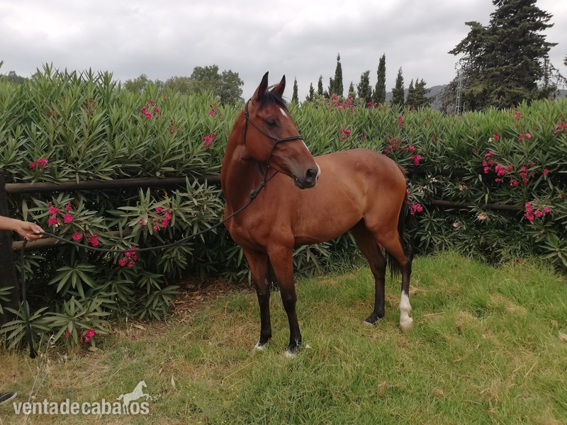 Caballo Pura Sangre Ingles  - Caballos Capados Pura Sangre Inglés