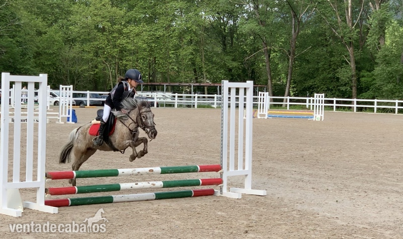 Ponis Pony Club Poni 1 - Venta o alquiler de poni A 