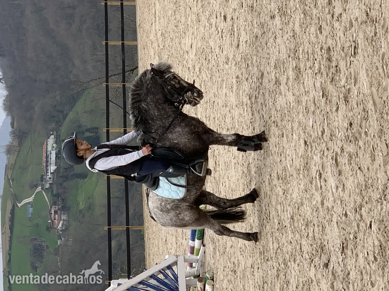 Venta o alquiler de poni A  - Ponis Pony Club Poni 1