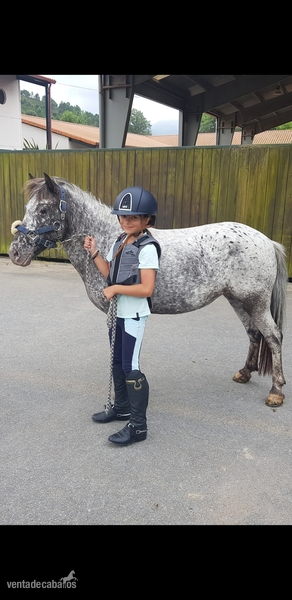 Venta o alquiler de poni A  - Ponis Pony Club