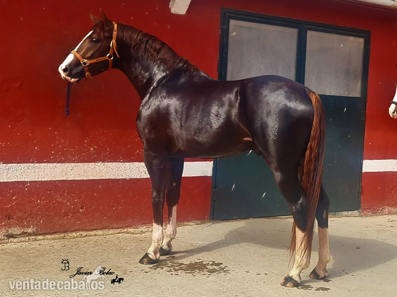 VENTA DE POTRO DE 3 ÑOS DOMA CLASICA  in 