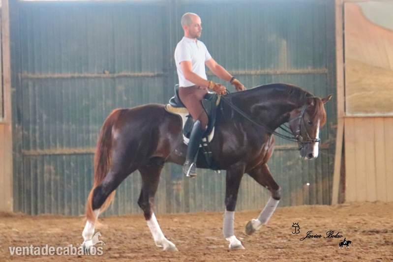 Caballos Enteros CDE - VENTA DE POTRO DE 3 ÑOS DOMA CLASICA 