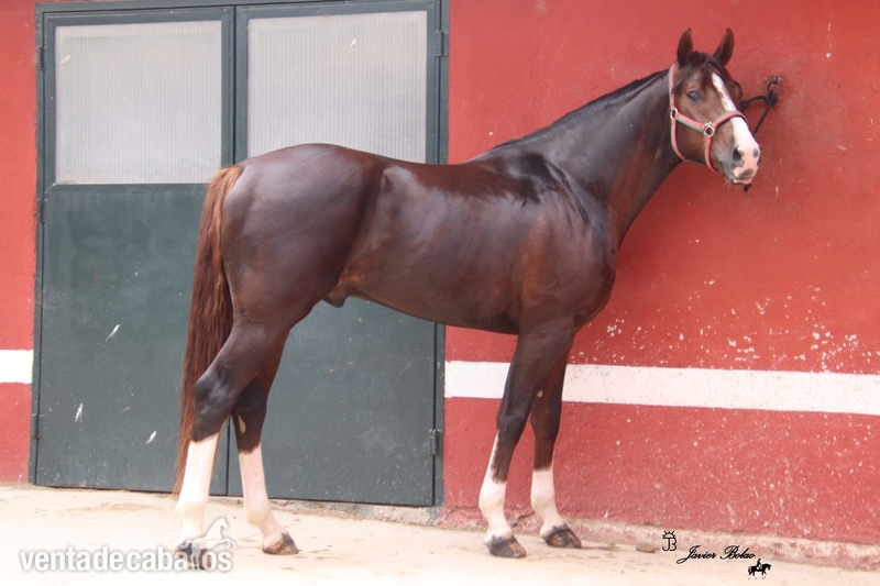 VENTA DE POTRO DE 3 ÑOS DOMA CLASICA  - Caballos Enteros CDE