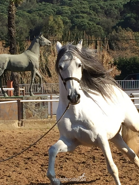 Venta caballo con doma clasica in 