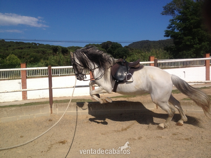 Caballos Pura Raza Española (P.R.E.) Pura Raza Española - Venta caballo con doma clasica