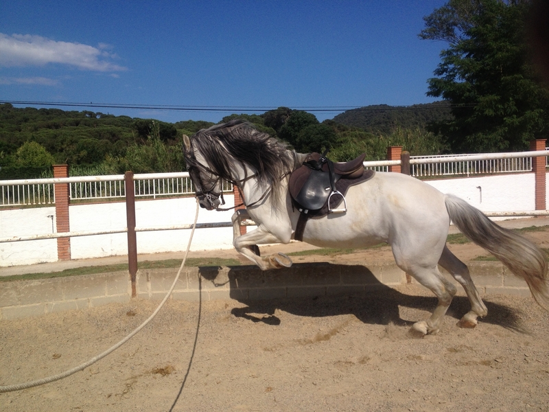Caballos Pura Raza Española (P.R.E.) Pura Raza Española - Venta caballo con doma clasica