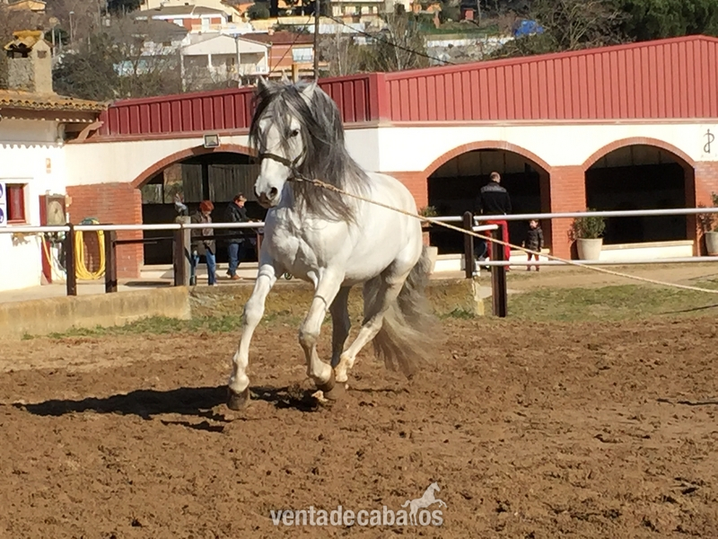 Venta caballo con doma clasica - Caballos Pura Raza Española (P.R.E.) Pura Raza Española