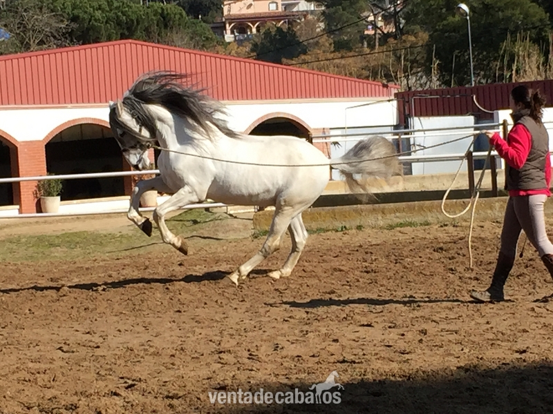 Venta caballo con doma clasica - Pura Raza Española