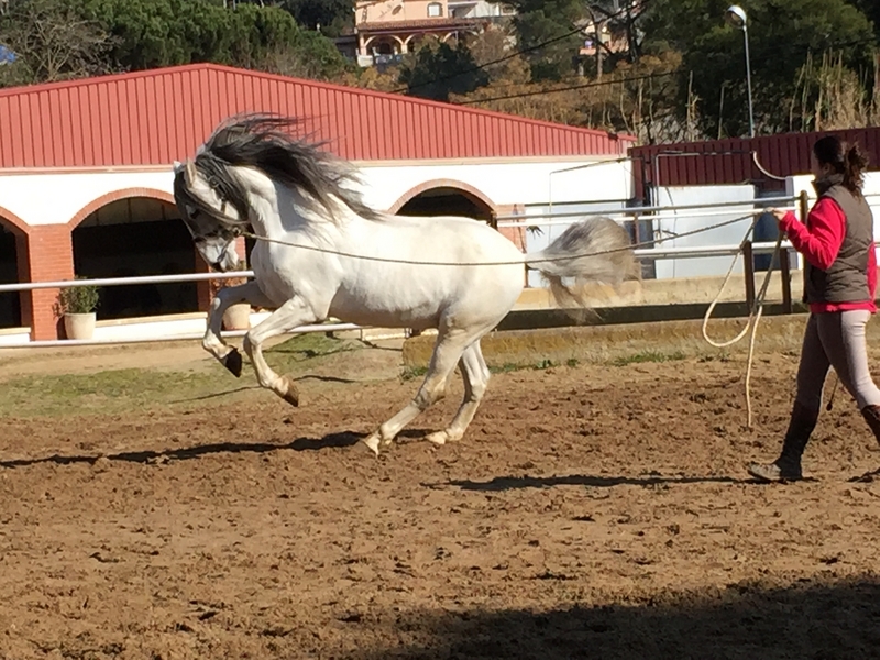 Venta caballo con doma clasica - Pura Raza Española