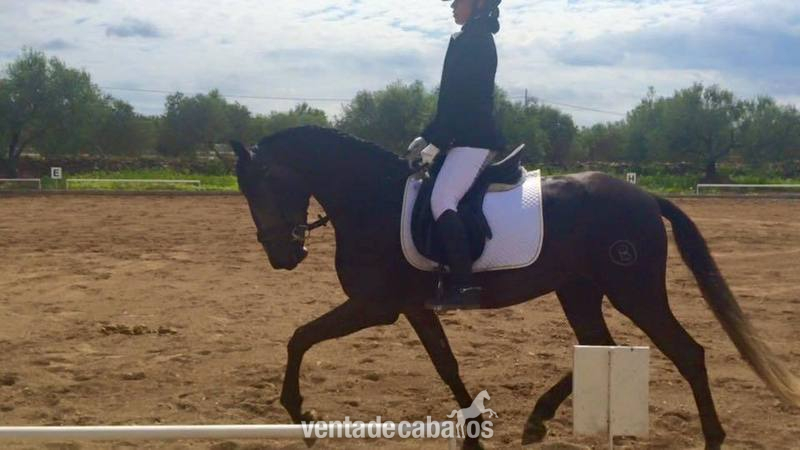 pre en competicion in 