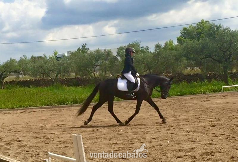 Caballos Pura Raza Española (P.R.E.) Pura Raza Española - pre en competicion