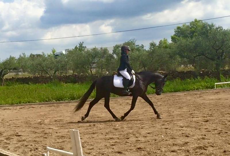 Caballos Pura Raza Española (P.R.E.) Pura Raza Española - pre en competicion