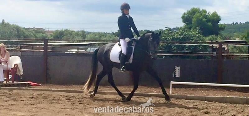 pre en competicion - Caballos Pura Raza Española (P.R.E.) Pura Raza Española
