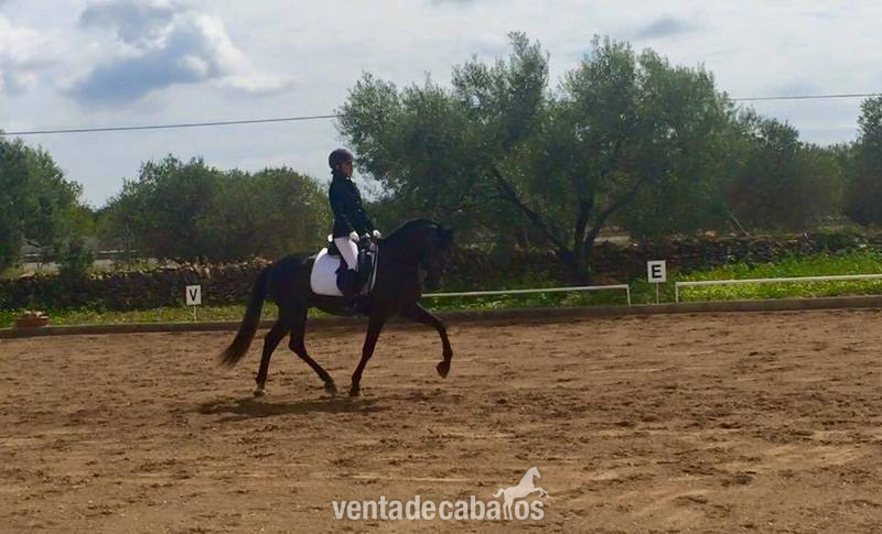 pre en competicion - Pura Raza Española