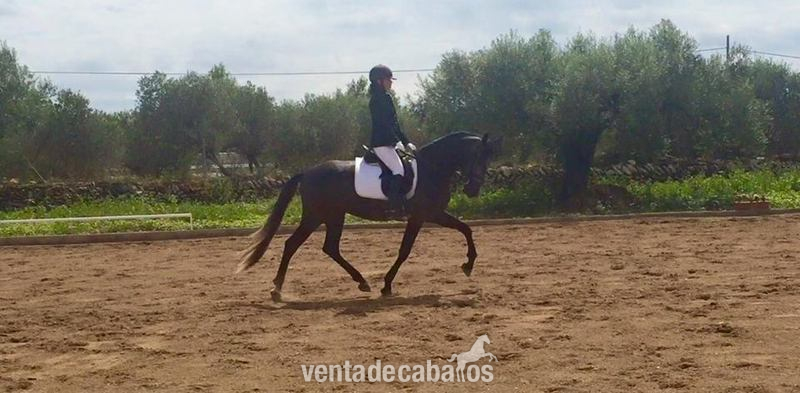 pre en competicion - Caballos Pura Raza Española (P.R.E.)