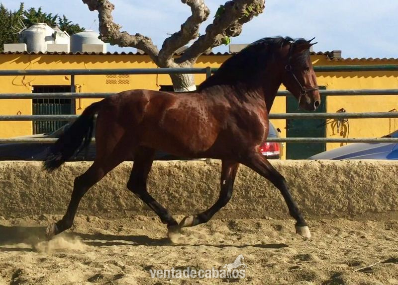 LOTE DE 4 POTROS GUAPOS ECONOMICOS in 