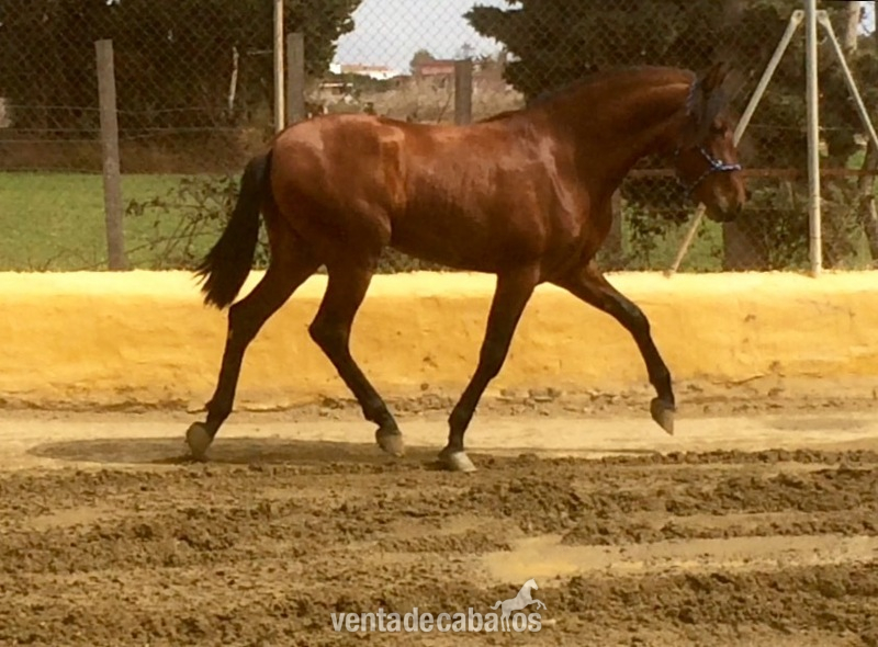 Caballos Pura Raza Española (P.R.E.) Pura Raza Española - LOTE DE 4 POTROS GUAPOS ECONOMICOS