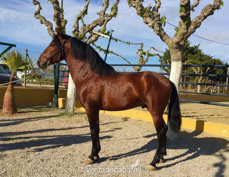 LOTE DE 4 POTROS GUAPOS ECONOMICOS - Caballos Pura Raza Española (P.R.E.) Pura Raza Española