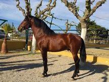 LOTE DE 4 POTROS GUAPOS ECONOMICOS