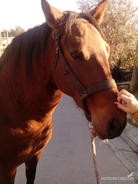 Andaluz