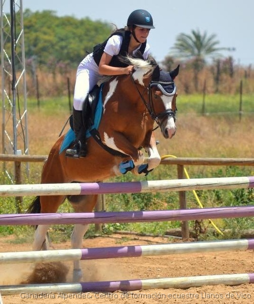 Ejemplares centroeuropeos de DOMA, SALTO y CCE - Caballos Capados