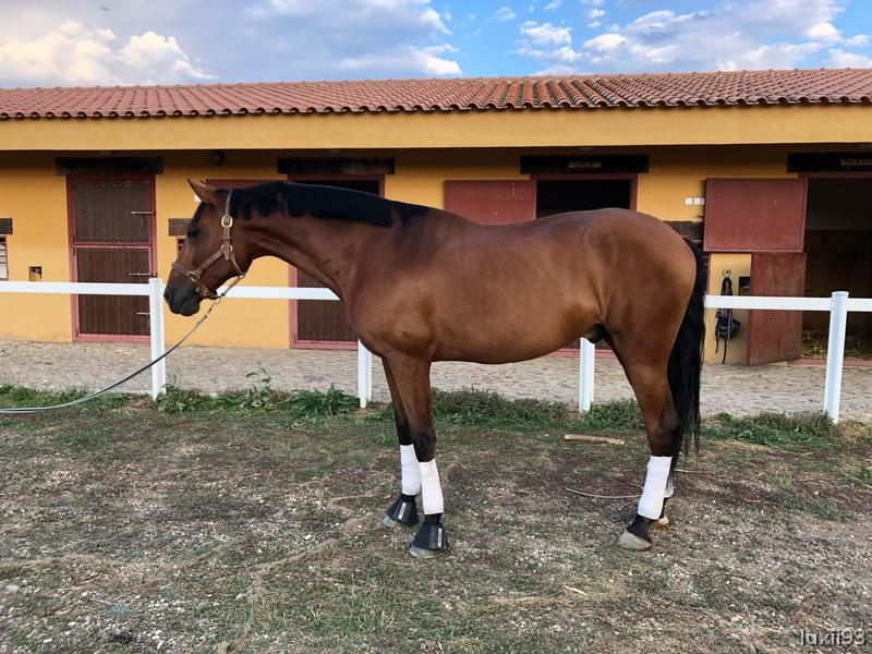 En venta precioso PRE de 2010 en nivel 4 doma clásica in 