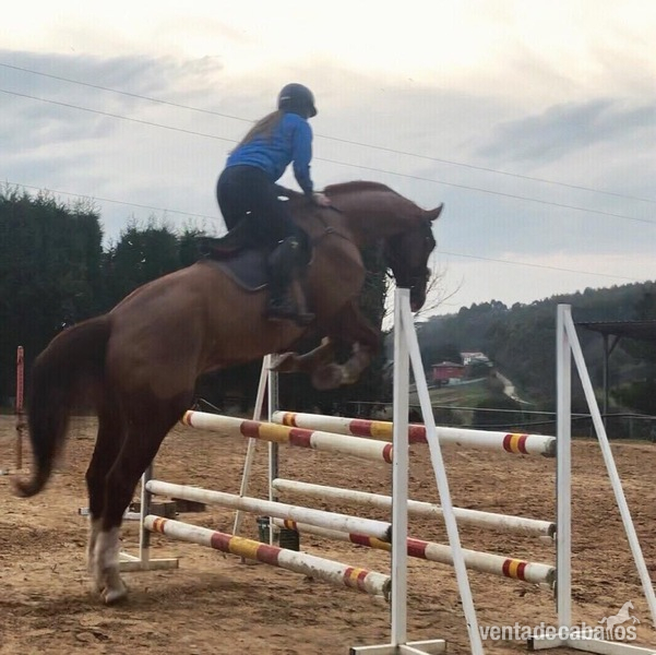 Caballos Capados Holsteiner - Caballo holsteiner de salto 12 años.