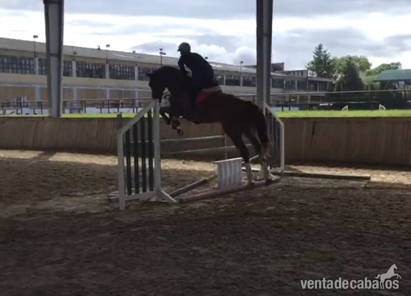 Caballo holsteiner de salto 12 años. - Caballos Capados Holsteiner