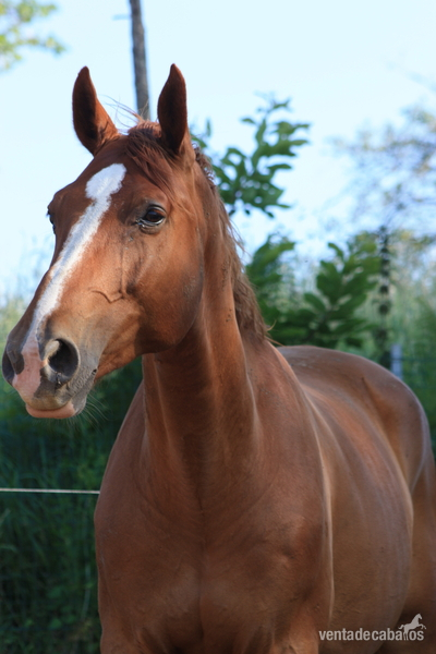 Caballo holsteiner de salto 12 años. - Holsteiner